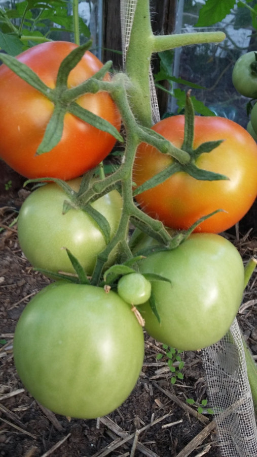 Рассаду томатов, перцев, капусты