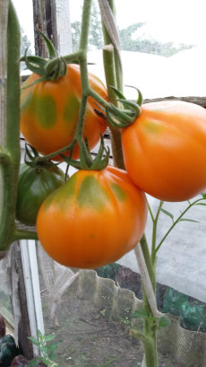 Рассаду томатов, перцев, капусты