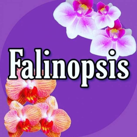 Falinopsis. Цветочный магазин