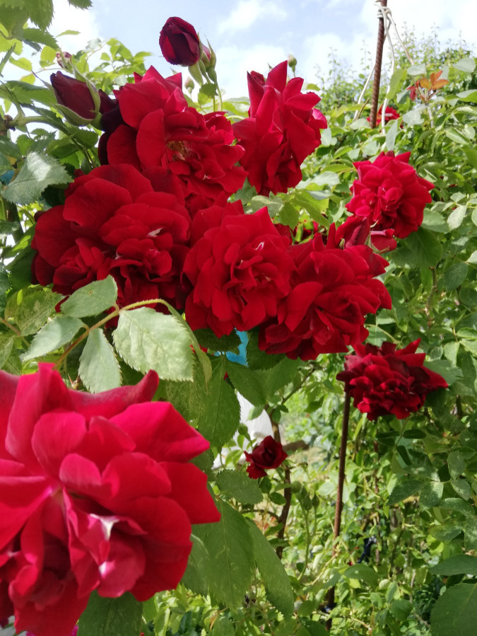 Роза плетистая бордовая