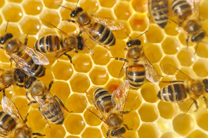 НЕДОРОГО пчелосемьи с мёдом и ульями