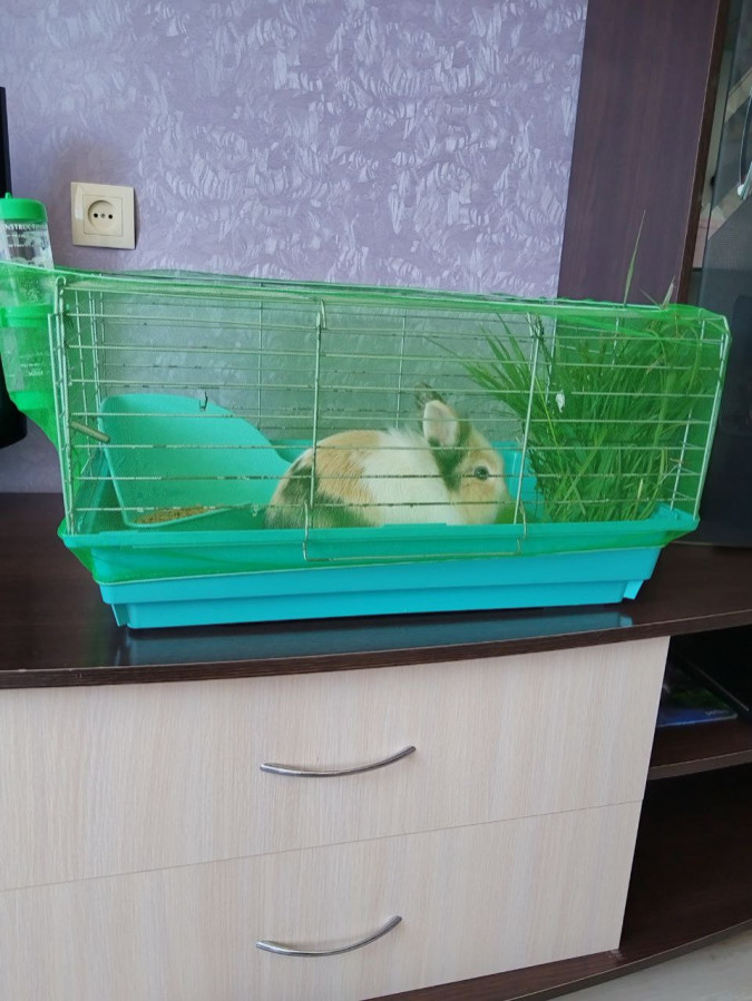 Клетка для кроликов, морских свинок. 50 рублей