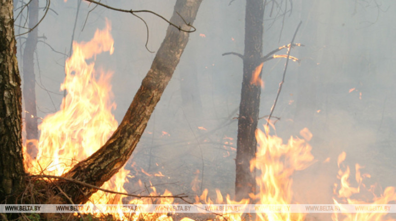 В Бобруйском районе был зафиксирован лесной пожар