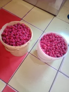 Малина ремонтантная, молодые саженцы