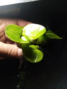Эйхорния водная