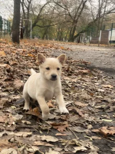 Метис ягдтерьера с доставкой
