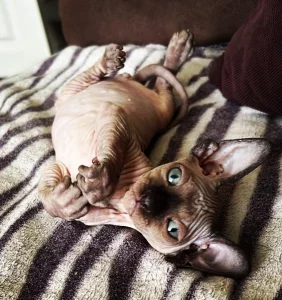 Котёнок. Сфинкс