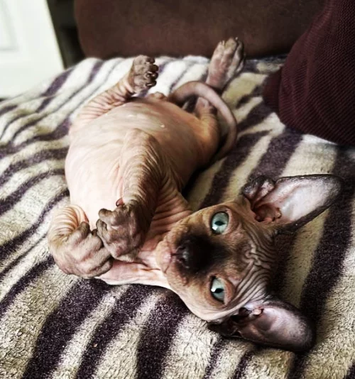 Котёнок. Сфинкс