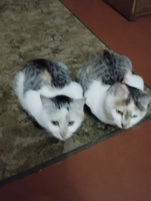 Очаровательные кошечки