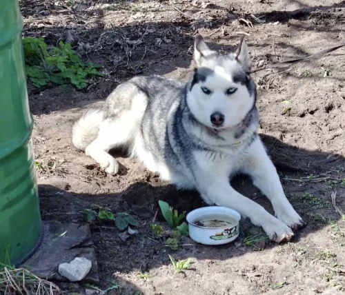 Отдам добрым людям