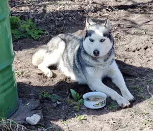 Отдам добрым людям