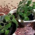 Аихризон ''дерево любви'' укоренённый черенок