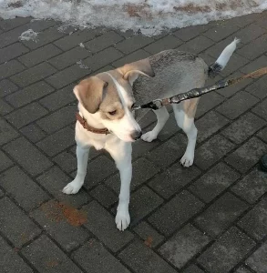 Милый щенок