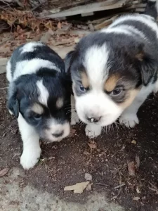 Малыши ищут дом