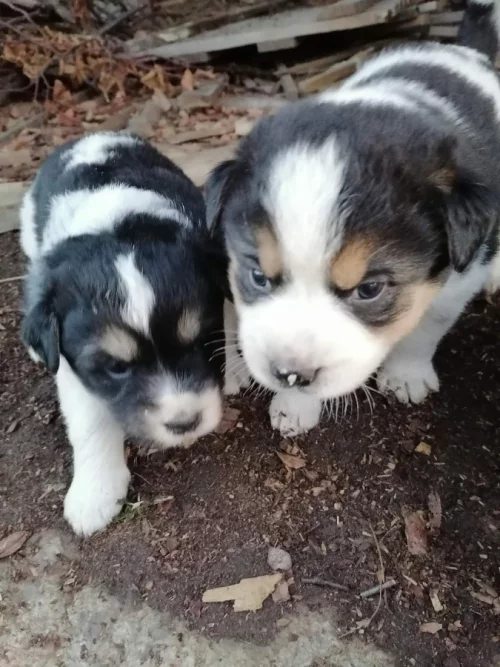 Малыши ищут дом