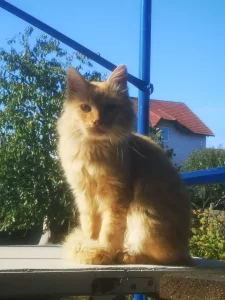 Котик