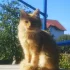 Котик