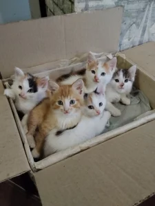 Котята в дар