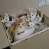 Котята в дар