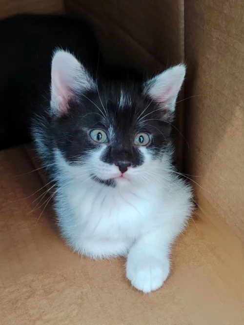 Красивенный котик