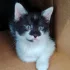 Красивенный котик