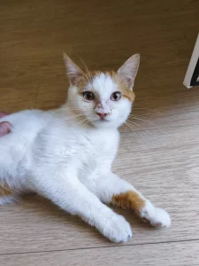 Ласковый котик ищет дом