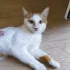 Ласковый котик ищет дом