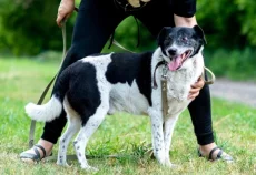 Красавчик Джек в поисках дома