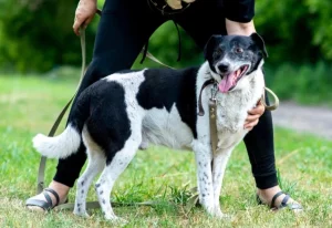 Красавчик Джек в поисках дома