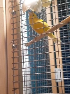 Кенар хохлатый