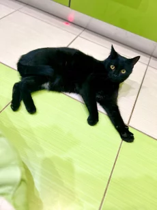 Очень ласковый котик ищет дом