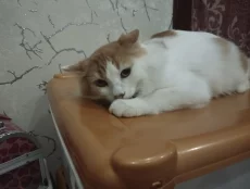 Котик подросток