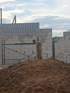 Потерялся пёс