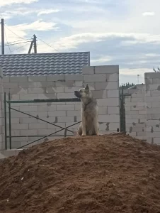 Потерялся пёс