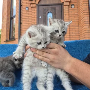 Шотландские серебристые котята