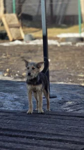 Маргоша ищет дом