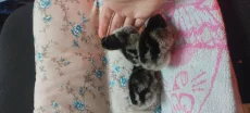 Цыплят породы Барневельдер серебро