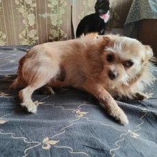 Собачка Дана ищет себе новую семью