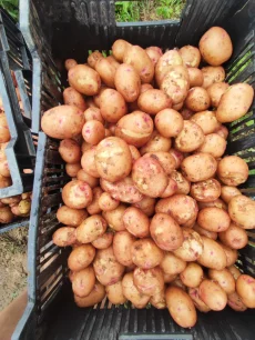 Картофель