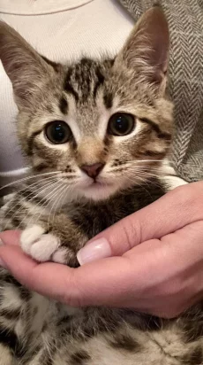 В поисках дома милый котик