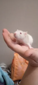 Крысята 9 штук девочки и мальчики. 5р