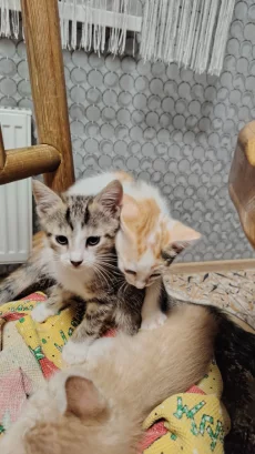 Отдам котёнка в любящую семью