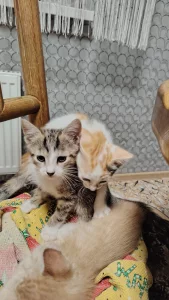 Отдам котёнка в любящую семью