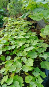 Павловния войлочная