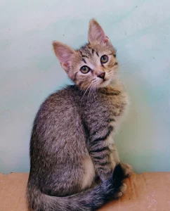Котёнок девочка