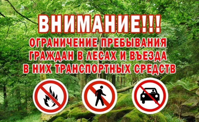В Бобруйском районе с 2 июня действует ограничение на посещение леса