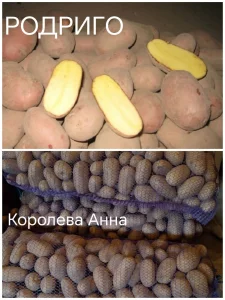 Картофель