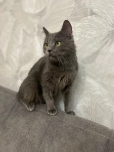 Молоденький котик ищет дом