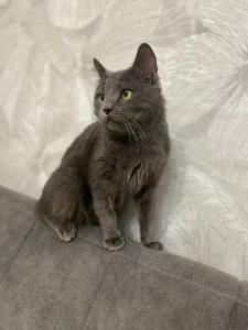 Молоденький котик ищет дом