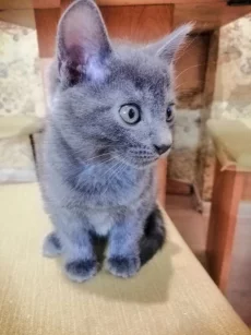 Котята